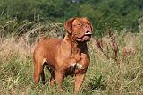 DOGUE DE BORDEAUX 470